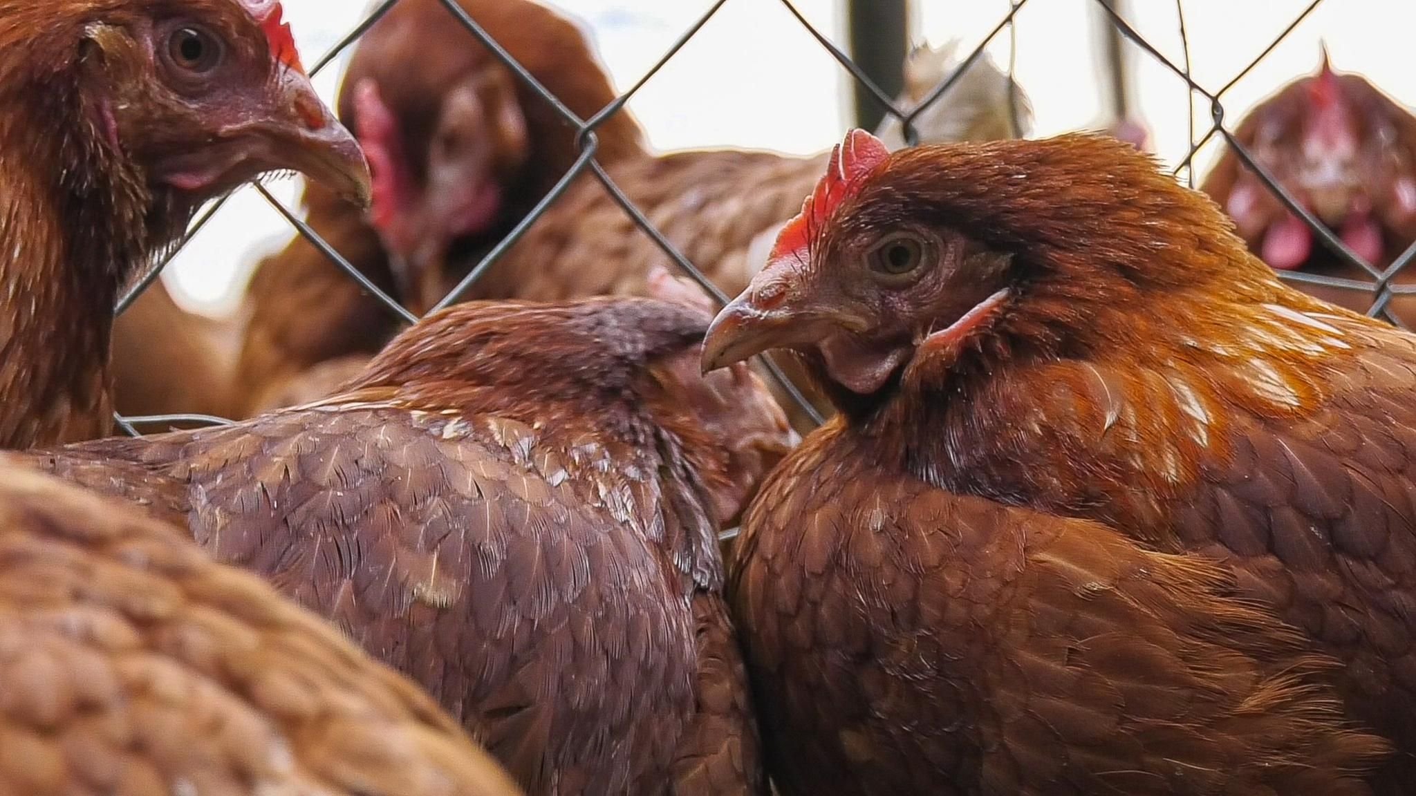 Stallpflicht Im Bodenseekreis Wegen Vogelgrippe Verl Ngert