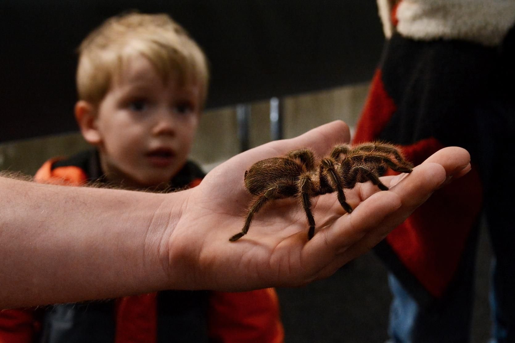 Ausstellung Zeigt Insekten Und Spinnen