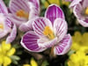 Zwiebelblumen (Allium)