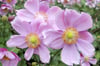 Anemone ‚Whirlwind‛ in Weiß