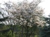 Felsenbirne (Amelanchier spp.)