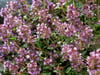 Wilder Thymian (Thymus serpyllum)
