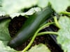Zucchini