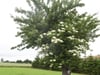 Apfelbaum (Malus domestica)