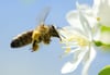 ARCHIV - Eine Biene schwebt in Stuttgart im Haðhenpark Killesberg im Anflug auf eine Kirschblaºte (Archivbild vom 22.04.2011). Private Mini-Bienenzuchten im Saºdwesten boomen. Die Zahl der Menschen und Familien, die drei bis vier Staðcke auf ihrem Grundstaºck halten, nehmen im Landesverband der Waºrttembergischen Imker deutlich zu. Foto: Uwe Anspach dpa/lsw (zu lsw ¬´Verband: Imker-Boom und Bienen-Diebstahl in Waºrttemberg¬ª vom 03.06.2012) +++(c) dpa - Bildfunk+++