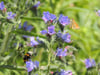Gewöhnlicher Natternkopf (Echium vulgare)