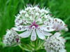 Sterndolden (Astrantia)