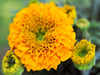 Studentenblume (Tagetes)