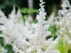 Prachtspiere (Astilbe)
