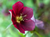 Christ- und Lenzrosen (Helleborus)