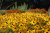Helenium Hybriden in Rot, Gelb und Orange