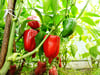 Paprika