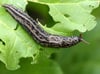 Nützliche Nacktschnecke