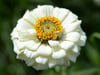 Zinnie (Zinnia elegans)
