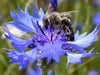 Kornblume (Centaurea cyanus)