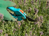 Hobbygärtner schneiden am besten ein Drittel des verblühten Lavendel ab. Foto: Andrea Warnecke/dpa-tmn