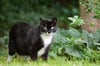 Tierfreundliche Gartengestaltung