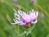 Flockenblume (Centaurea scabiosa)