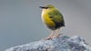 Der endemische Felsschlüpfer (Xenicus gilviventris) ist in Neuseeland zum Vogel des Jahres gekürt worden.