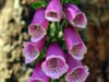 Fingerhut (Digitalis)