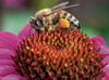 Sonnenhut (Echinacea purpurea)