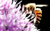 ARCHIV - 02.06.2013, Nordrhein-Westfalen, Düsseldorf: Eine Biene sucht auf einem Allium Zierlauch nach Blütenstaub der Pflanze. Im Streit um Insektensterben und strengere Auflagen für die Landwirtschaft haben sich erstmals Naturschützer, Bauern, Wissenschaftler und Politik zum «Runden Tisch Insektenschutz» getroffen. Foto: Martin Gerten/dpa +++ dpa-Bildfunk +++  Bienen.