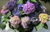 Riesige Blüten, intensive Farben:&nbsp;Die Hortensie ist ein Klassiker.