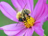 Cosmea (Cosmos bipinnatus)