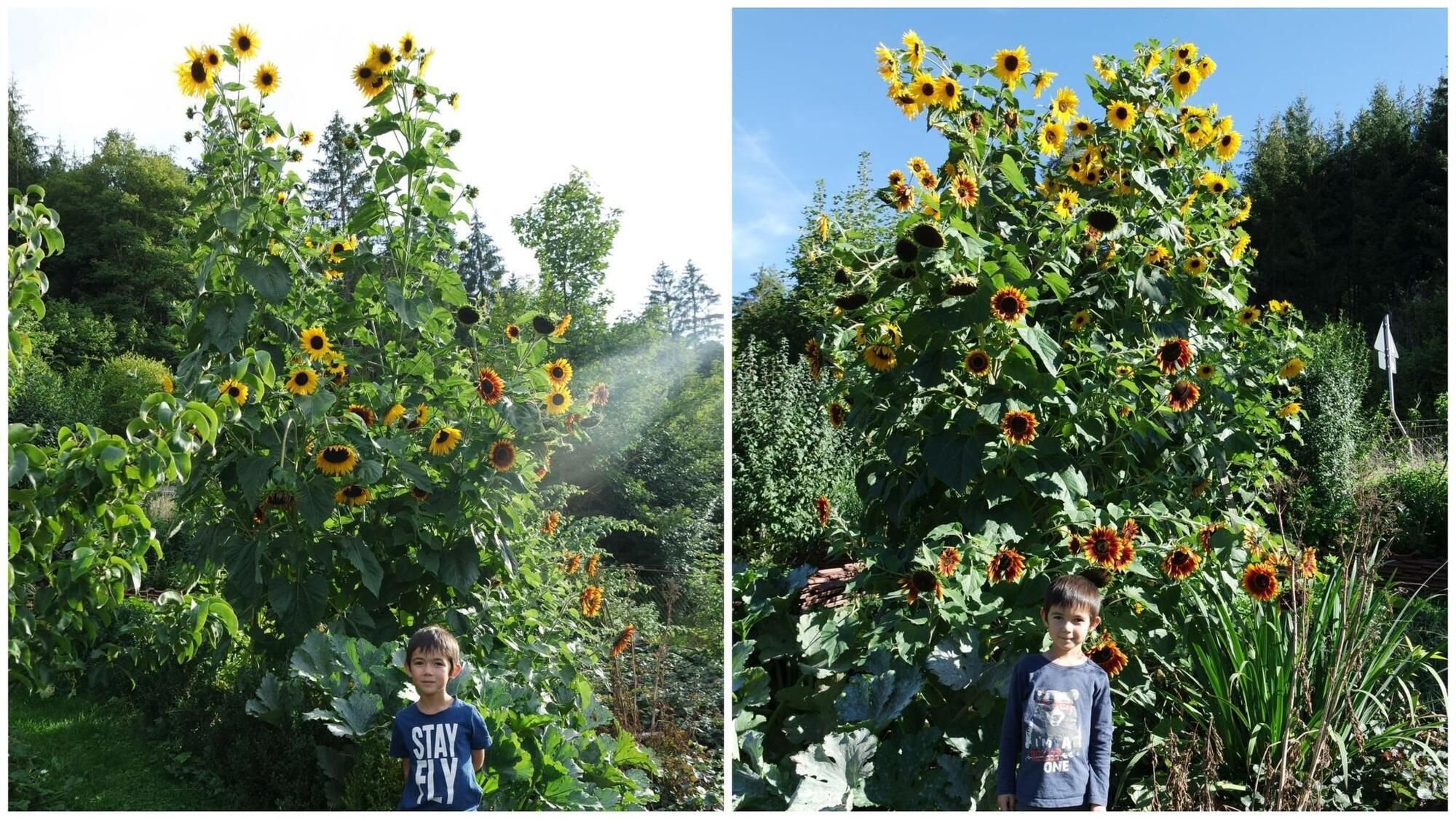 Sonnenblumen werden dreimal so groß wie ihr kleiner Gärtner