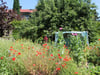 Wild, aber mehr als romantisch, so stellt sich der naturnahe Garten von Waltraud Hübsch dar.