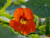 Kapuzinerkresse (Tropaeolum majus)