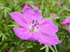 Storchschnabel (Geranium)