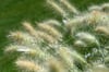 Pennisetum alopecuroides ‚Hameln‛