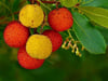 Aus den Früchten des Erdbeerbaums wird der Medronho gemacht.