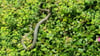 Schrecksekunde: Schemmerhofer findet Schlange im Garten