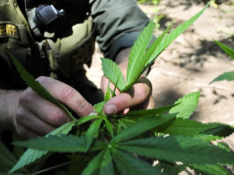 Zehn Jahre legales Cannabis in Colorado: Ein Fazit