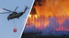 Brandgefährliche Hitze: Waldbrände werden am Bodensee zum Risiko