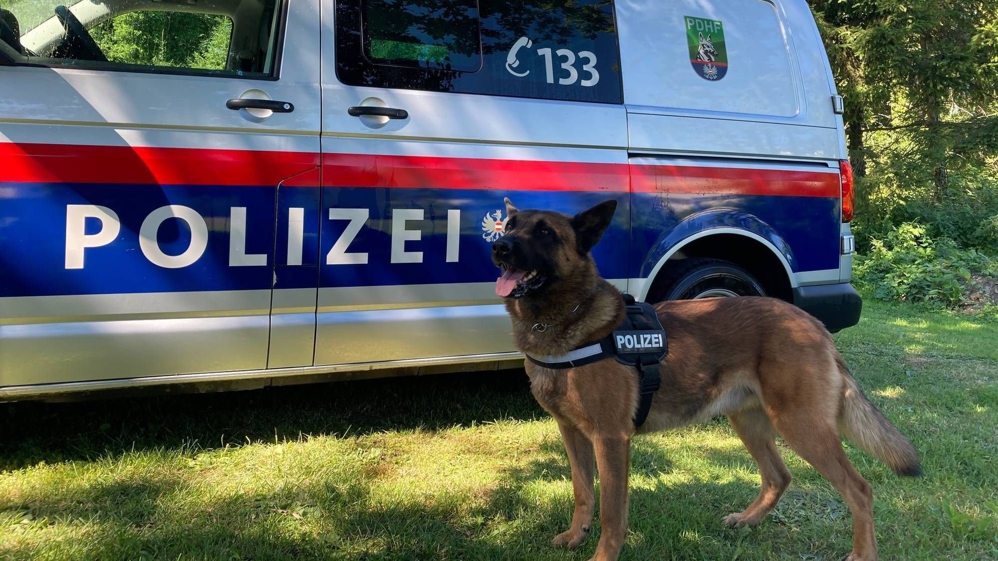 Polizeihund Sam Stellt 14 Jährigen Einbrecher 0979