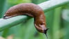 Nacktschnecken mögen gerne Gemüse und Kräuter