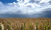 Die Ukraine gilt als Kornkammer Europas. Das Land war bislang für 15 Prozent der weltweiten Weizenexporte zuständig: Viele Länder sind von den Getreideimporten aus der Schwarzmeerregion abhängig.