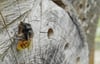 Warum Wildbienen ihre Heimat verlieren