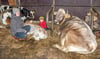 Bei Sophia Hagen werden die Kälbchen nicht wie üblich kurz nach der Geburt von der Mutterkuh getrennt. Ohne den Trennungsschmerz seien die Kühe motivierter zu fressen und damit gesünder.