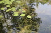 Algen im Naturpool oder Schwimmteich können beim Baden störend sein.