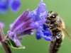Katzenminze (Nepeta)