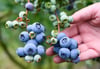  Blau und lecker: Heidelbeeren gelten als eine der wenigen blauen, genießbaren, natürlichen Nahrungsmittel.