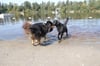 Labradormischling Lenny (rechts) hatte sichtlich Spaß mit seinen neuen Freunden beim Hundebadetag am Aulendorfer Naturstrandbad Steegersee.