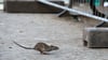 Eine Ratte läuft über den Gehweg. Foto: Bernd von Jutrczenka/Archivbild