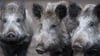  Über Wildschweine könnte aus Osteuropa die Afrikanische Schweinepest nach Deutschland eingeschleppt werden. Darüber und über andere Themen haben die Bauern bei der Stadtbauernversammlung in Schrezheim diskutiert.