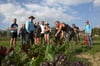  Gemüsegärtner David Steyer (Dritter von rechts) vertritt das Prinzip der Solidarischen Landwirtschaft aus Überzeugung und zeigt hier die Entwicklung von Mangold auf dem Acker.