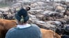 Kopie von Kühe drängen sich vor einem Viehtreiber in traditioneller Kleidung. Foto: Lino Mirgeler/dpa/Symbolbild